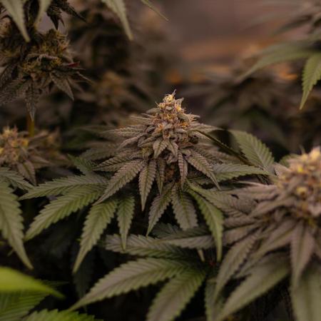 Lemon Cherry Runtz - Fast Buds