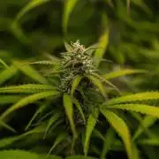 Spliff Seeds - Gelato Auto