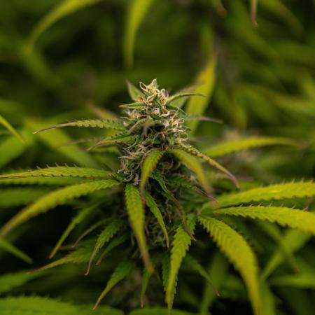 Spliff Seeds - Gelato Auto