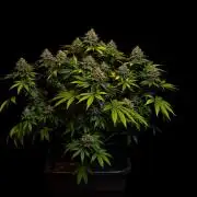 Bubblegun - Spliff Seeds