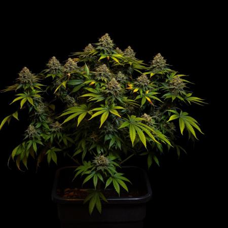 Bubblegun - Spliff Seeds