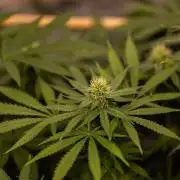 Purple Berry Kush - Spliff Seeds