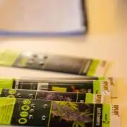 Purple Berry Kush - Spliff Seeds