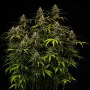 Spliff Seeds - Gelato Auto