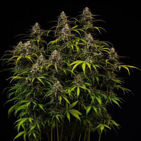 Spliff Seeds - Gelato Auto