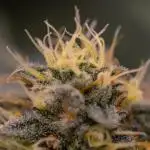 Tester 501x51 - Paradise Seeds