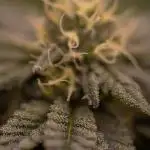 Rainbow Road - Paradise Seeds