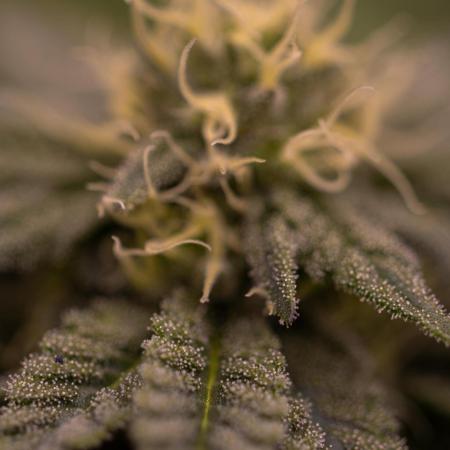 Rainbow Road - Paradise Seeds