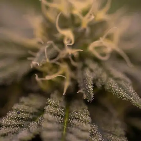 Rainbow Road - Paradise Seeds