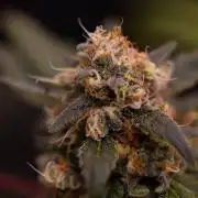 Blue Berry - Spliff Seeds