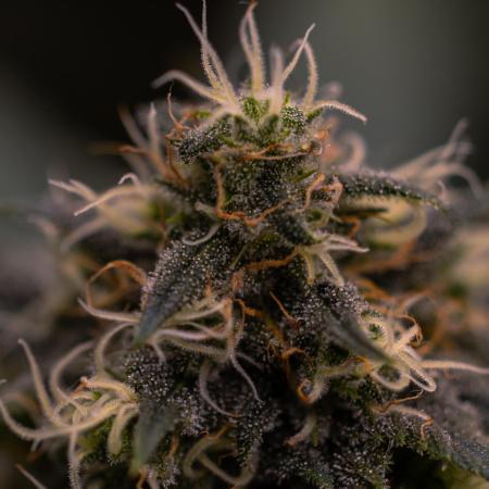 Bubblegun - Spliff Seeds