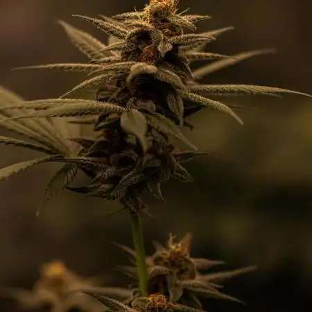 Fast Buds - Tropicana Cookies FF