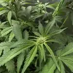 Mint Runtz Auto - Spliff Seeds