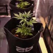 Guava Auto RF3 - FastBuds