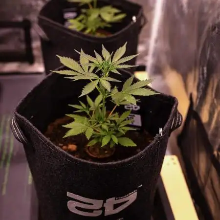 Guava Auto RF3 - FastBuds