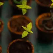 Blue Berry - Spliff Seeds