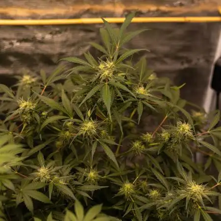 Paradise Seeds - Doppler