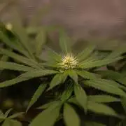 Afghani Gold - Spliff Seeds