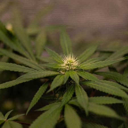 Afghani Gold - Spliff Seeds