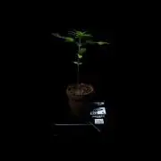 Purole Lemonade Auto RF3 - FastBuds