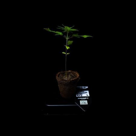Purole Lemonade Auto RF3 - FastBuds