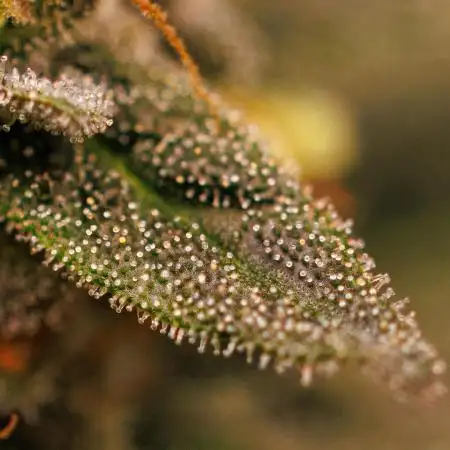Fast Buds - Papaya Sherbert