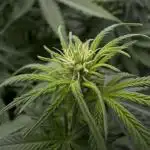 Zkittlez - Spliff Seeds