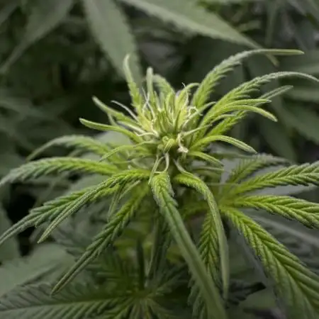 Zkittlez - Spliff Seeds