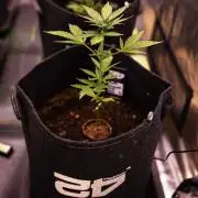 Purole Lemonade Auto RF3 - FastBuds