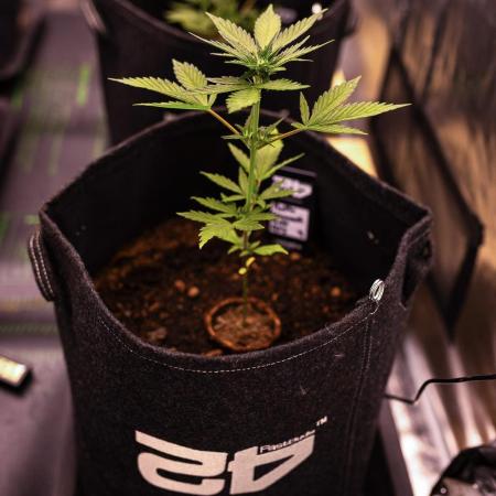 Purole Lemonade Auto RF3 - FastBuds