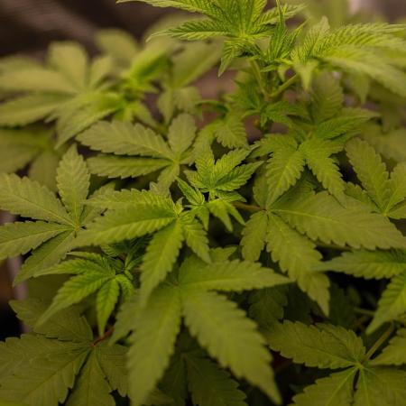 Gelato - Spliff Seeds