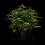 Gorilla Auto - Spliff Seeds