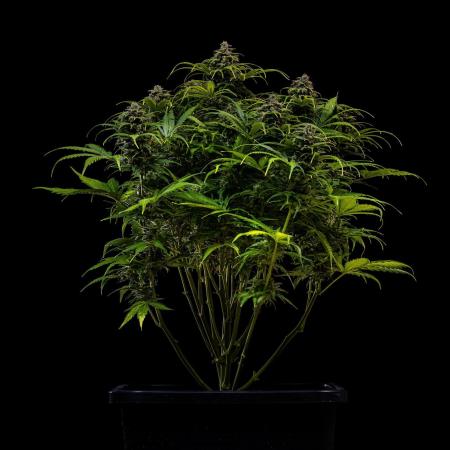 Gorilla Auto - Spliff Seeds