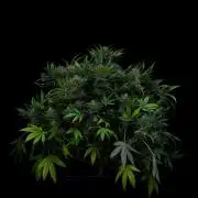 Spliff Seeds - Blue Dream