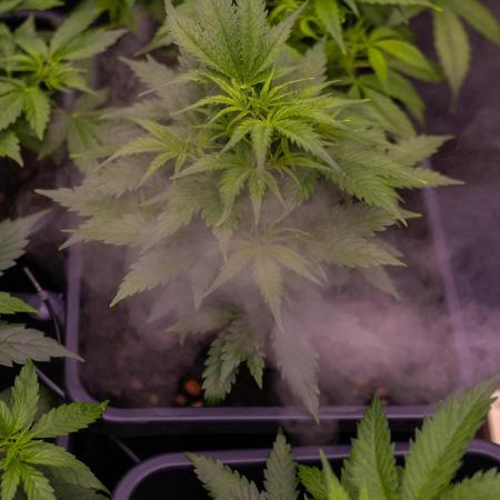 Gorilla Auto - Spliff Seeds