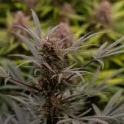 Mega Power Plant Auto - Spliff Seeds