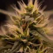 Mendo Frost Auto - Fastbuds