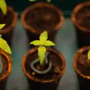 Purole Lemonade Auto RF3 - FastBuds