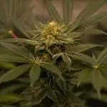 Fas Buds - Lemon Mandarin