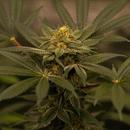 Fas Buds - Lemon Mandarin