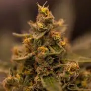 Banana Guava Auto - FastBuds