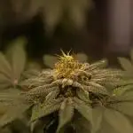 Fast Buds - Lemon Paya