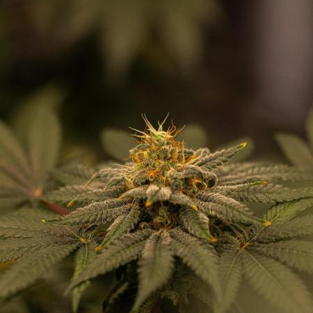 Fast Buds - Lemon Paya