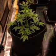 Amnesia - Paradise Seeds