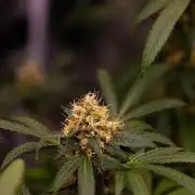 Spliffs Strawberry - Spliff Seeds