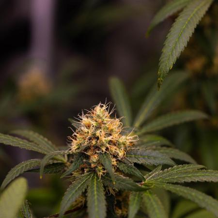 Spliffs Strawberry - Spliff Seeds