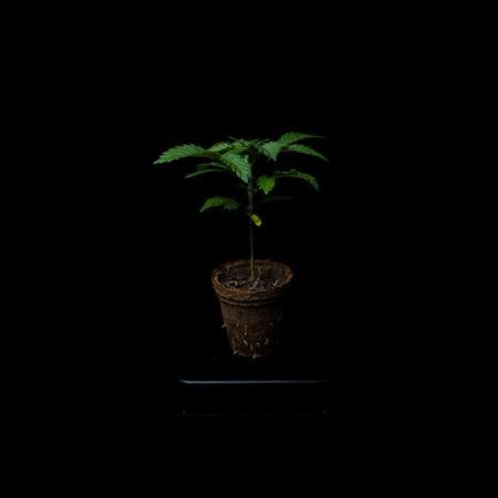 Gelato - Spliff Seeds