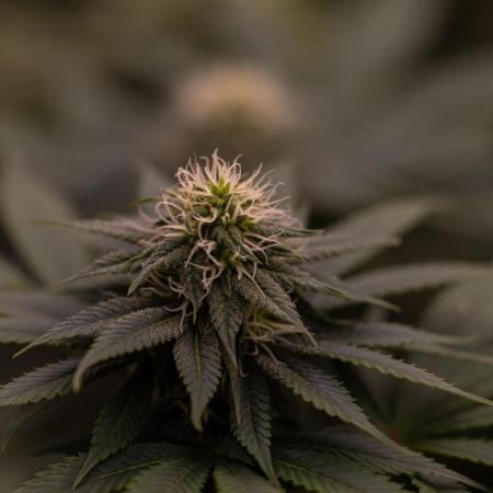 Bubblegun - Spliff Seeds