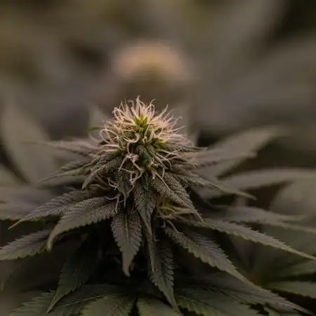 Bubblegun - Spliff Seeds