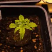 Mega Power Plant Auto - Spliff Seeds